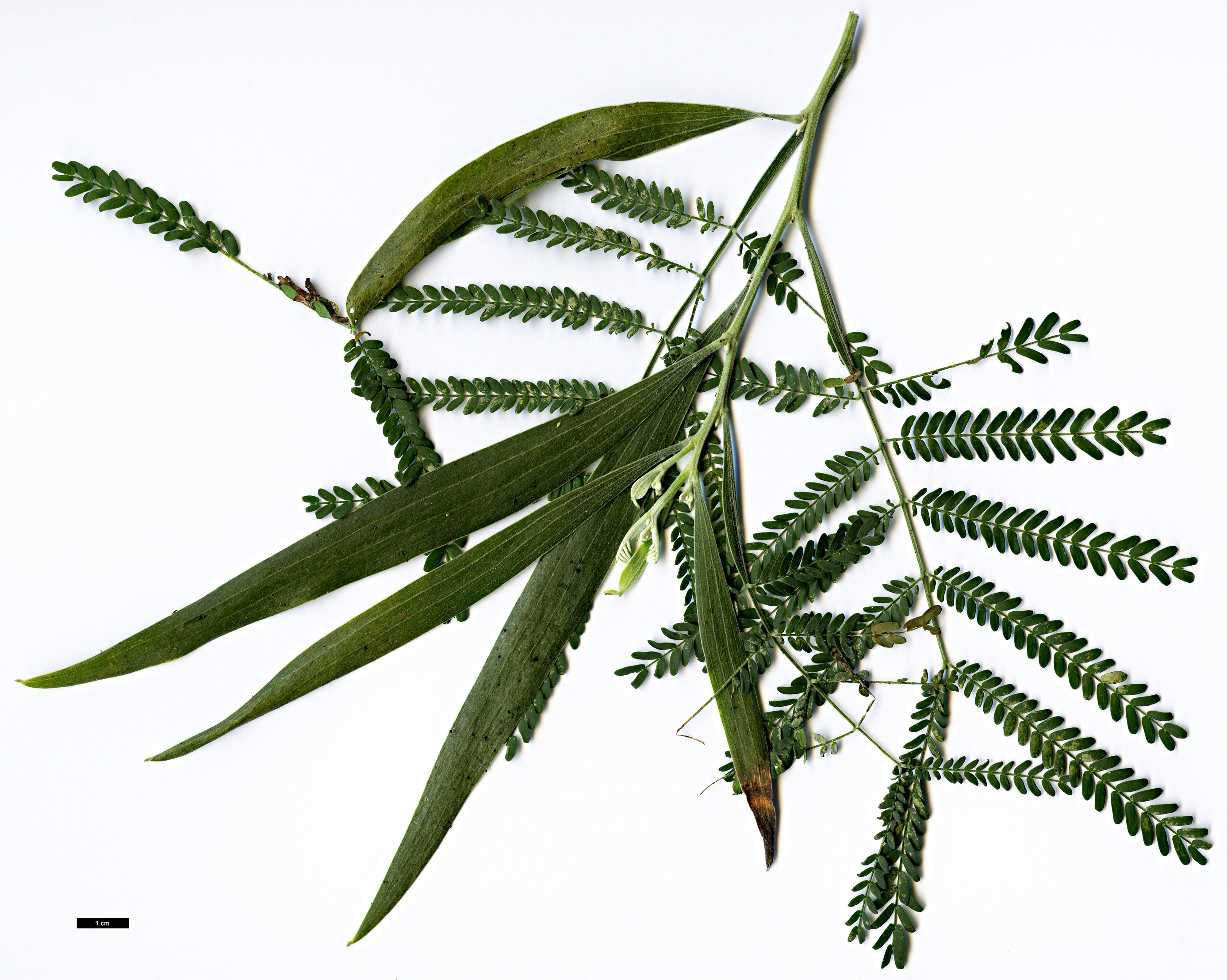 High resolution image: Family: Fabaceae - Genus: Acacia - Taxon: implexa